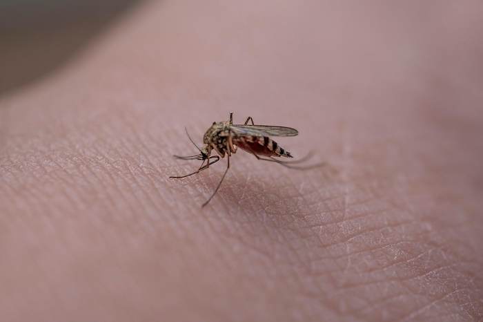 Montgomery County reports first case of West Nile Virus in 2026