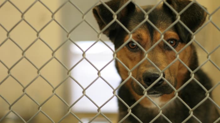 Montgomery County Animal Shelter asks public for help fostering after air conditioning outage