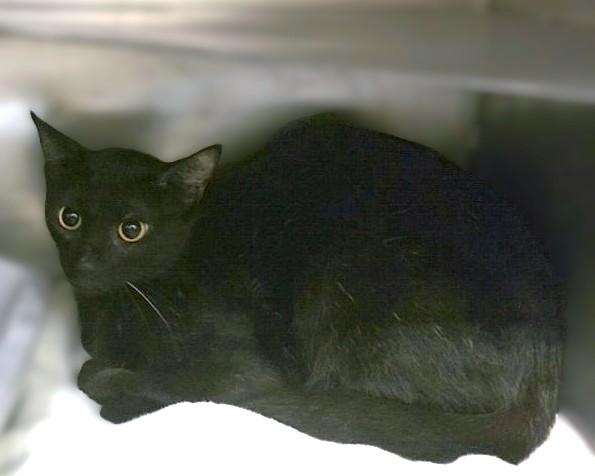 Montgomery County Animal Shelter – Animals Received 6/7/26 to 6/8/26