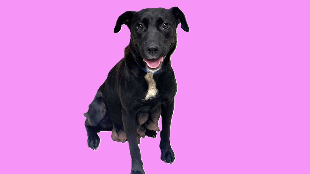 Montgomery County Animal Shelter – Animals Received 6/3/26 and 6/4/26