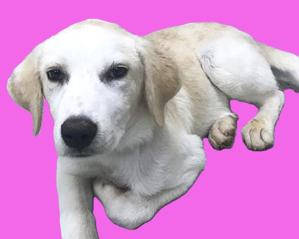 Montgomery County Animal Shelter – Animals Received 6/12/26