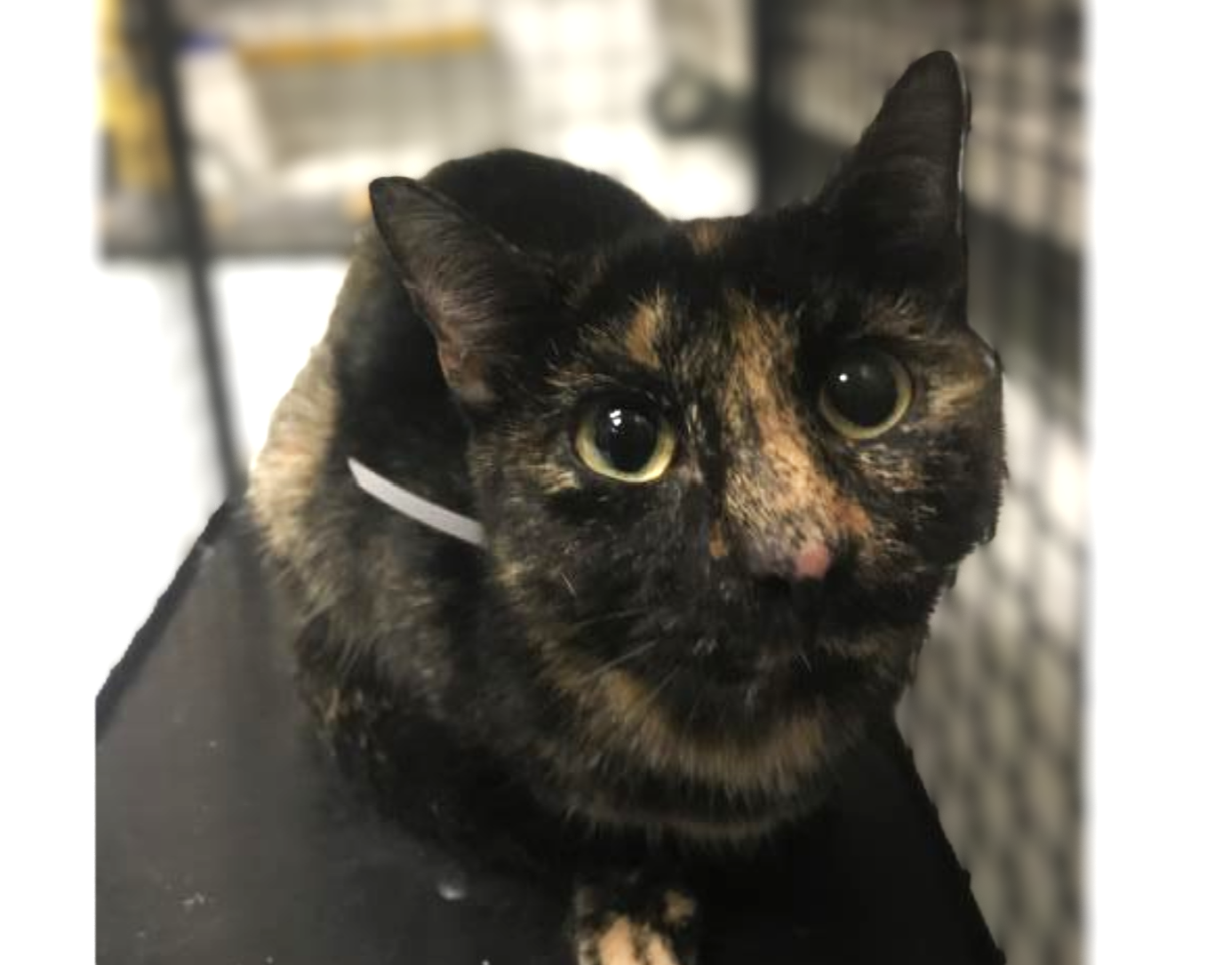 Montgomery County Animal Shelter – Animals Received 6/13/26