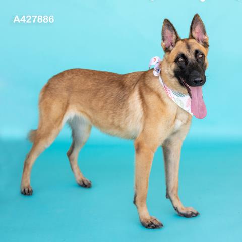 Montgomery County Animal Shelter – Animals Received 6/10/26 & 6/11/26