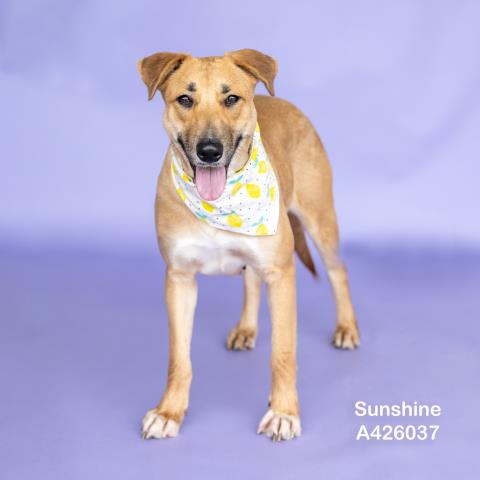 Montgomery County Animal Shelter – Animals Received May 24-26, 2026