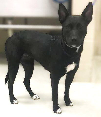 Montgomery County Animal Shelter – Animals Received 6/27/26
