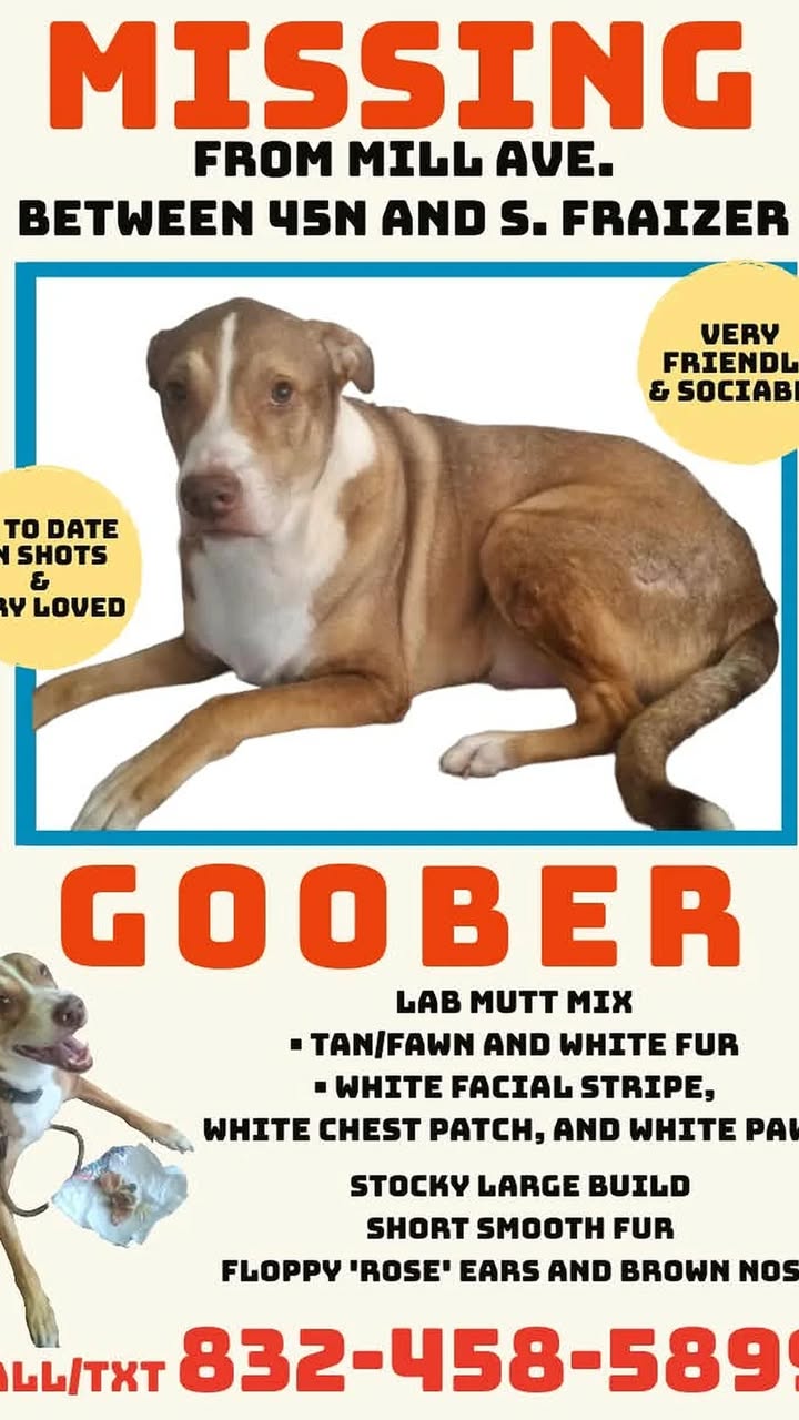 LOST SERVICE DOG IN CONROE