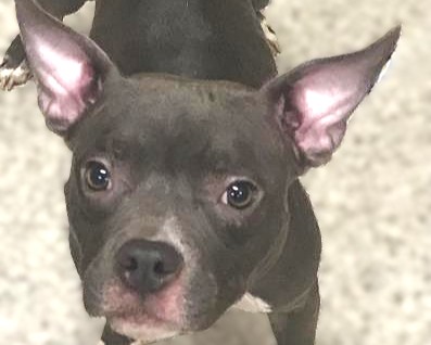 Montgomery County Animal Shelter – Animals Received 9/11/26 – 9/14/26