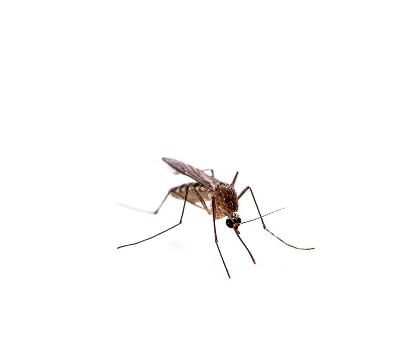 Confrimed Case Of West Nile Virus in Montgomery County